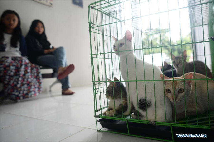 INDONESIA-SOUTH TANGERANG-CATS-ANTI-RABIES VACCINE