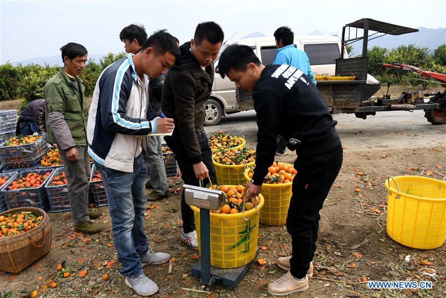 CHINA-GUANGXI-ORANGE-HARVEST (CN)