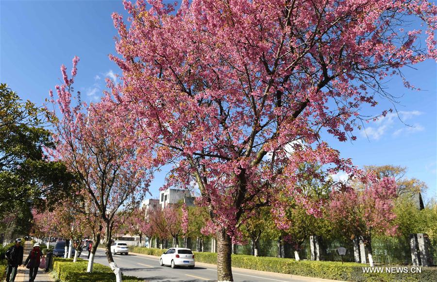 CHINA-KUNMING-CHERRY BLOSSOMS (CN)