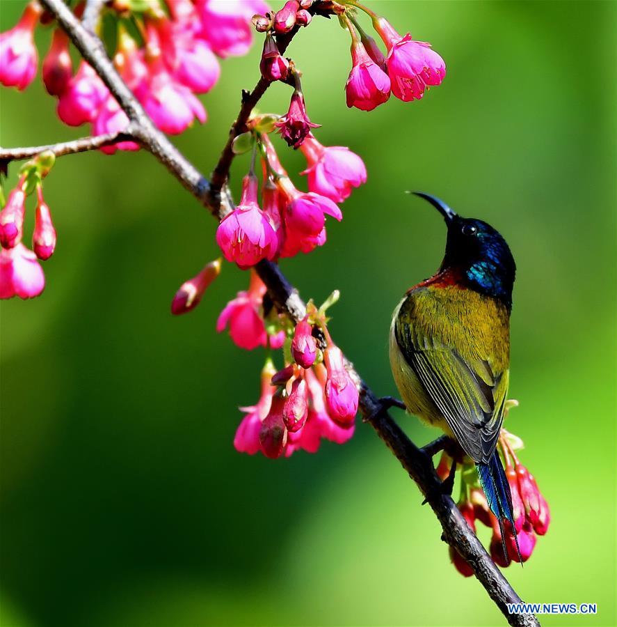 CHINA-FUJIAN-CHEERY BLOSSOM-BIRDS (CN)