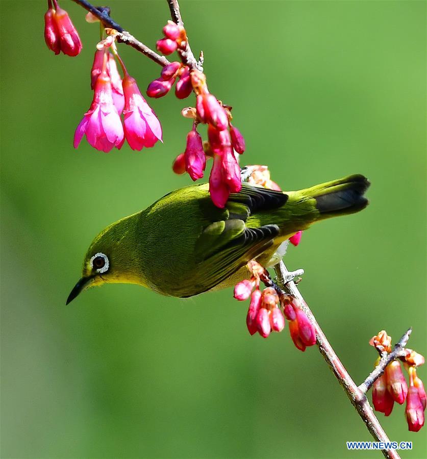 CHINA-FUJIAN-CHEERY BLOSSOM-BIRDS (CN)