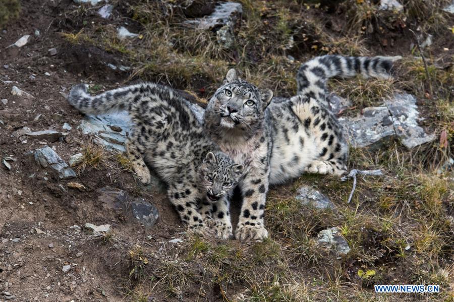 CHINA-QINGHAI-BIOLOGICAL DIVERSITY-SNOW LEOPARD (CN)