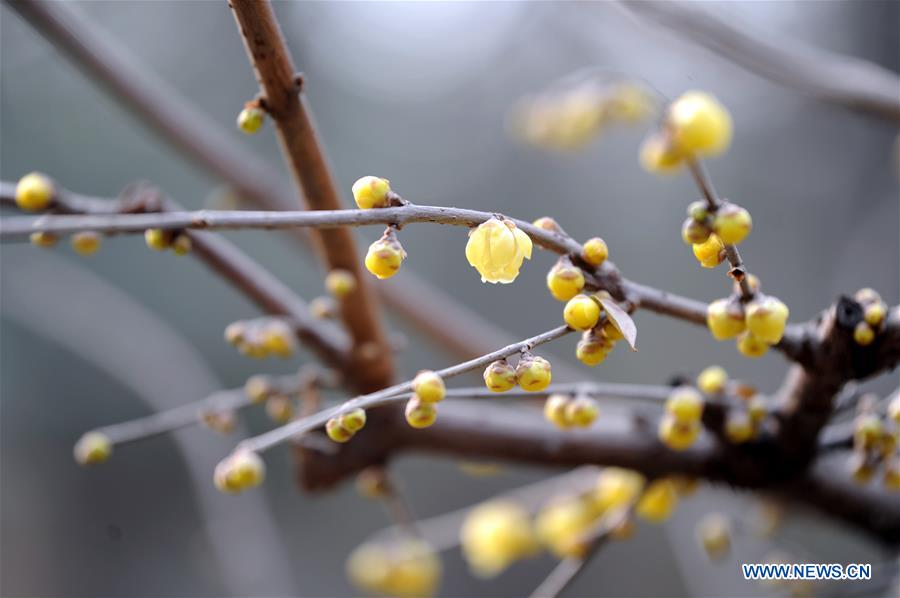 CHINA-XI'AN-WINTERSWEET FLOWER (CN)