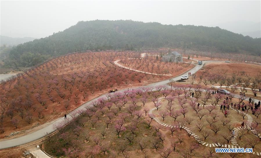 CHINA-JIANGXI-DAYU-PLUM BLOSSOMS (CN)