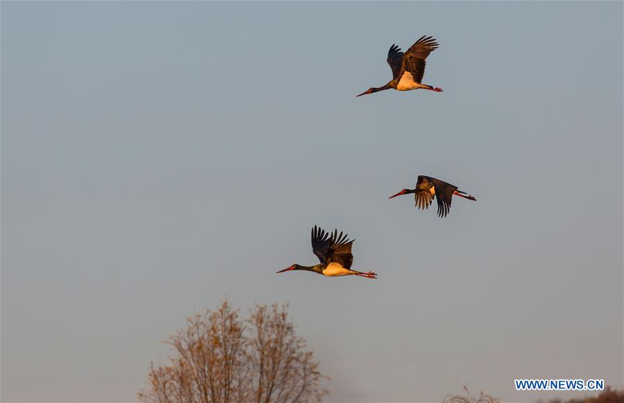 #CHINA-BEIJING-MIYUN RESERVOIR-BLACK STORKS (CN*)