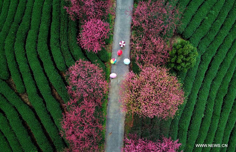 CHINA-FUJIAN-ZHANGPING-CHERRY BLOSSOM (CN)