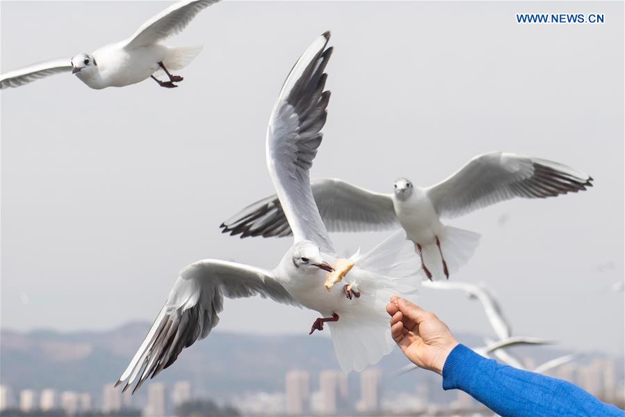 CHINA-KUNMING-ENVIRONMENT-BLACK-HEADED GULLS (CN)