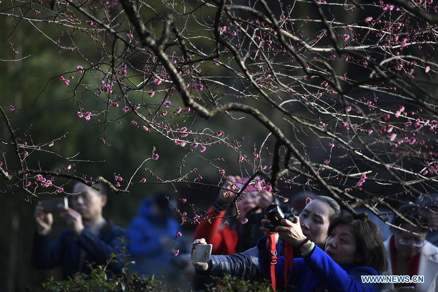 CHINA-ZHEJIANG-HANGZHOU-PLUM-BLOSSOM (CN)