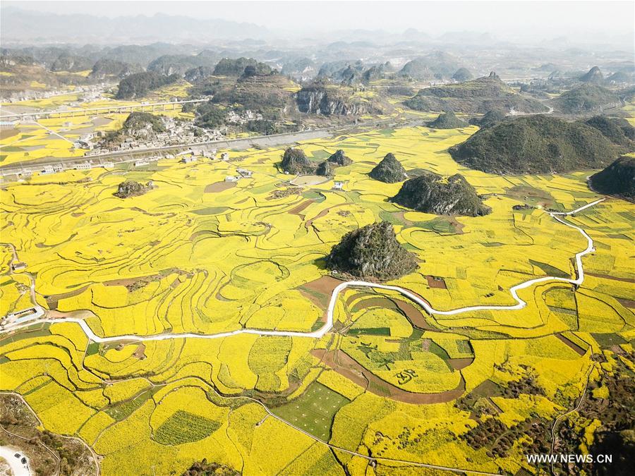 CHINA-GUIZHOU-RAPE FLOWER(CN)