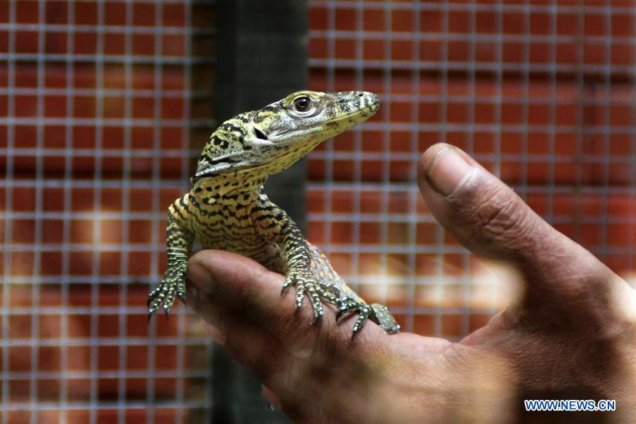 INDONESIA-SUARABAYA-BABY KOMODO DRAGON