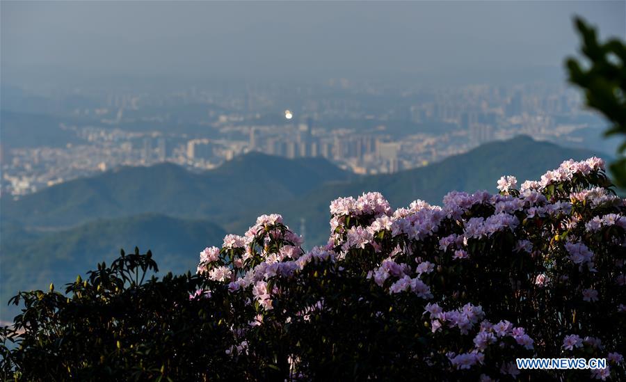 CHINA-GUANGDONG-SHENZHEN-AZALEA (CN)