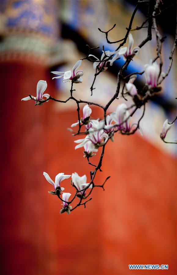 #CHINA-BEIJING-TEMPLE-FLOWERS (CN)