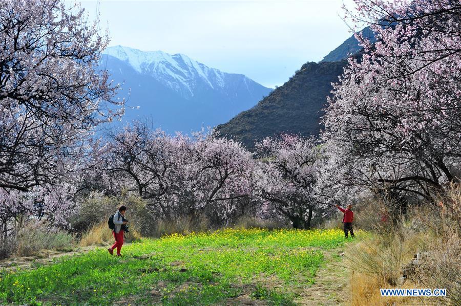 CHINA-TIBET-NYINGCHI-SCENERY(CN)