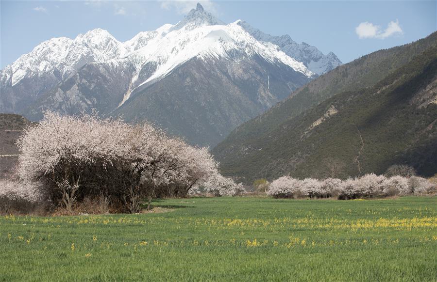 CHINA-TIBET-BOMI-PEACH BLOSSOM (CN)