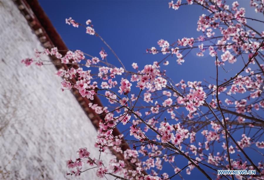 CHINA-TIBET-MONASTERY-FLOWER(CN)