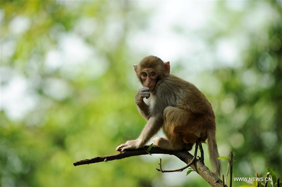 CHINA-GUIZHOU-MACAQUE (CN)