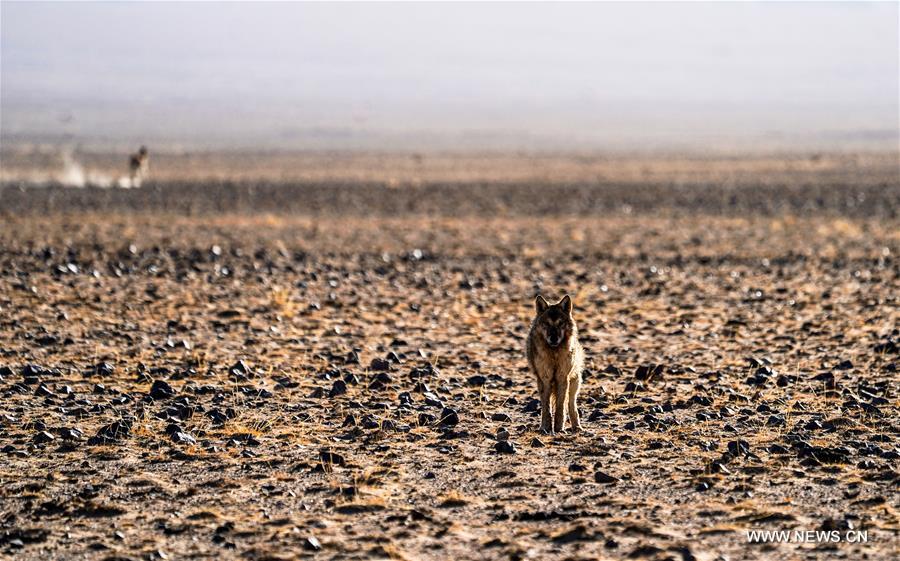 CHINA-XINJIANG-ALTUN MOUNTAINS-WILDLIFE-LANDSCAPE (CN)