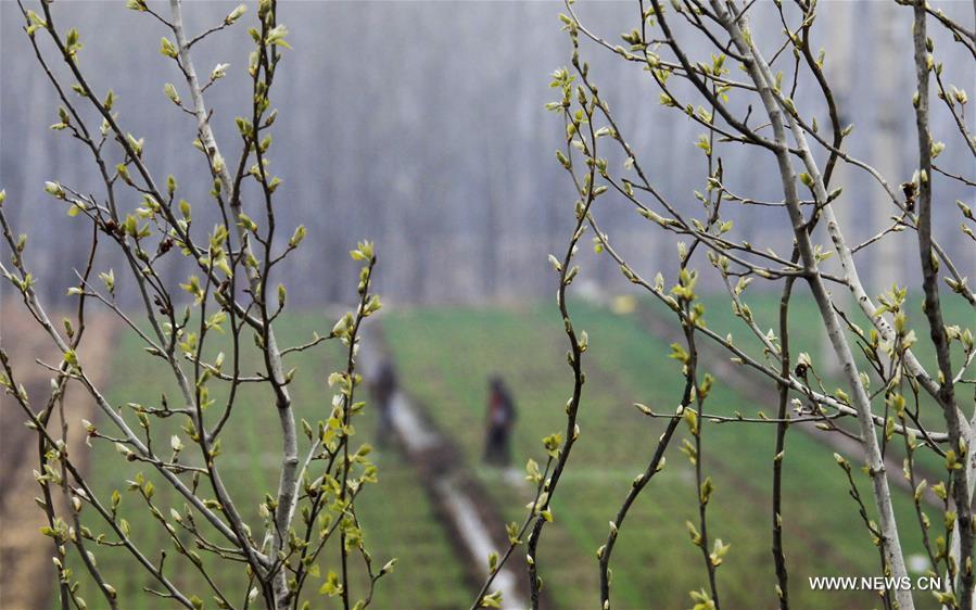 #CHINA-SPRING-FARM WORK (CN)