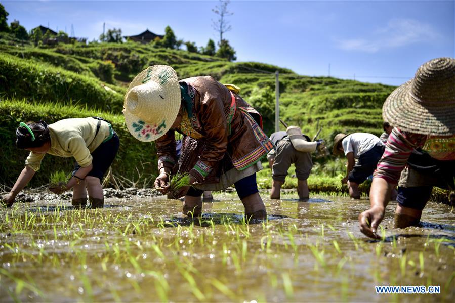 #CHINA-CONGJIANG-TERRACED FIELDS-WORKING(CN)