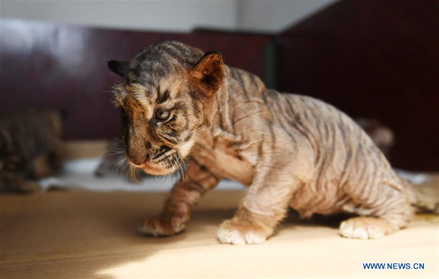 CHINA-HEILONGJIANG-HARBIN-SIBERIAN TIGER CUBS (CN)