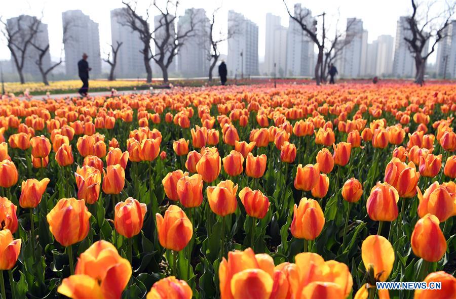 CHINA-GANSU-YONGJING-TULIPS (CN)