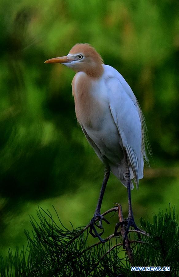 CHINA-HENAN-ENVIRONMENT-EGRET (CN)