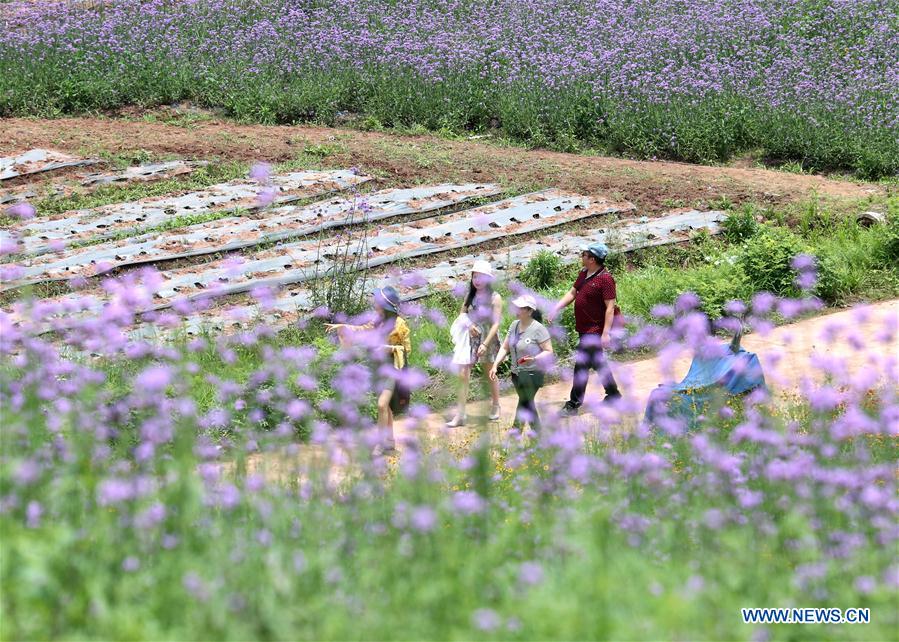 CHINA-NANNING-FLOWER (CN)