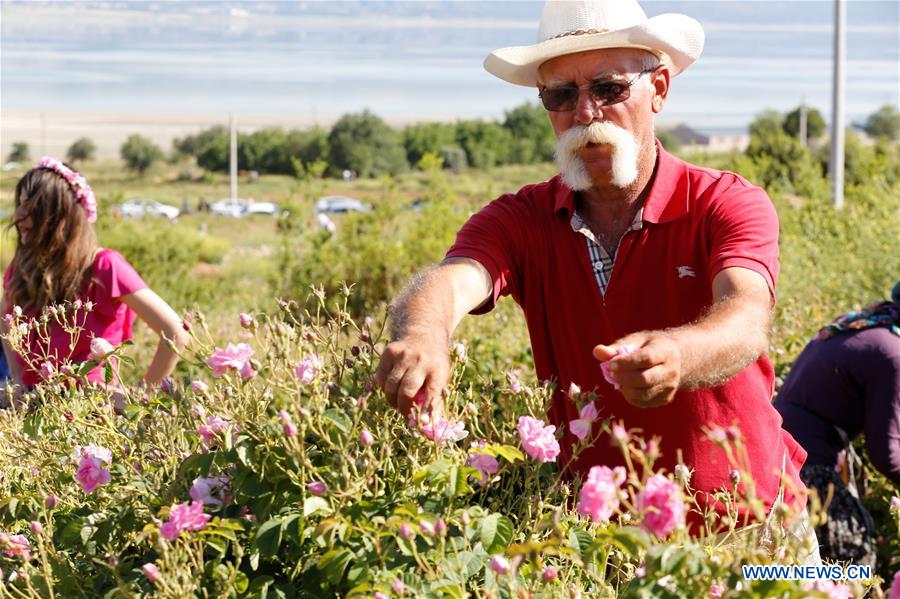 TURKEY-ISPARTA-ROSE-HARVEST