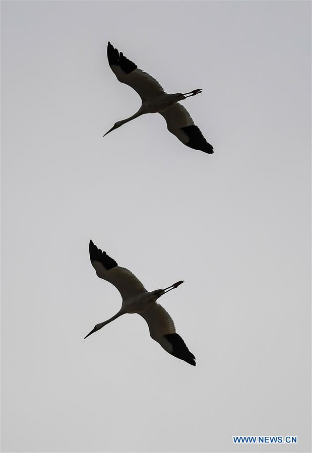 CHINA-JILIN-CRANE-MIGRATION (CN)