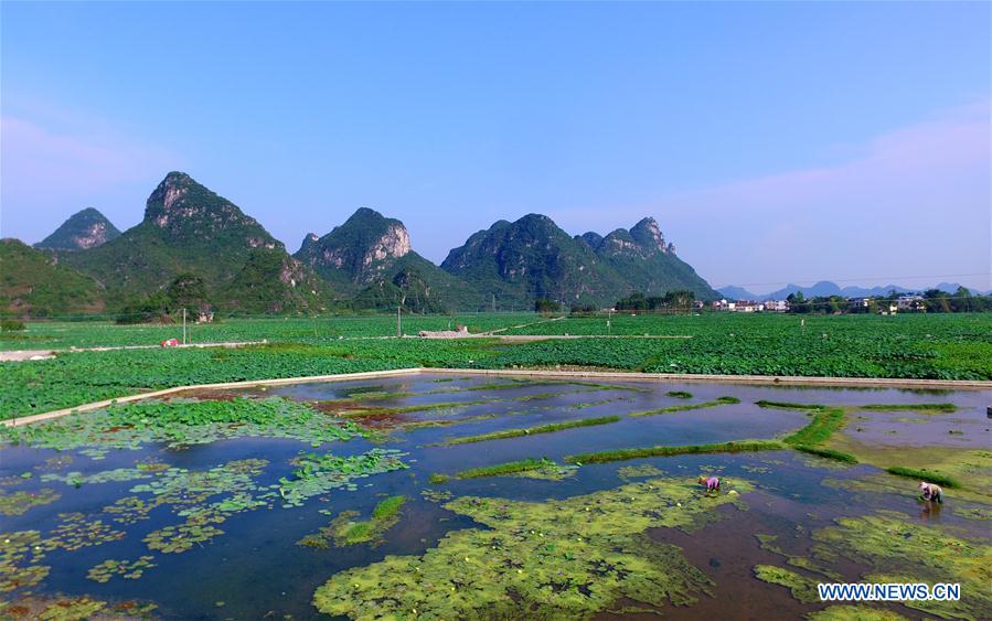 CHINA-GUANGXI-LIUZHOU-LOTUS POND (CN)