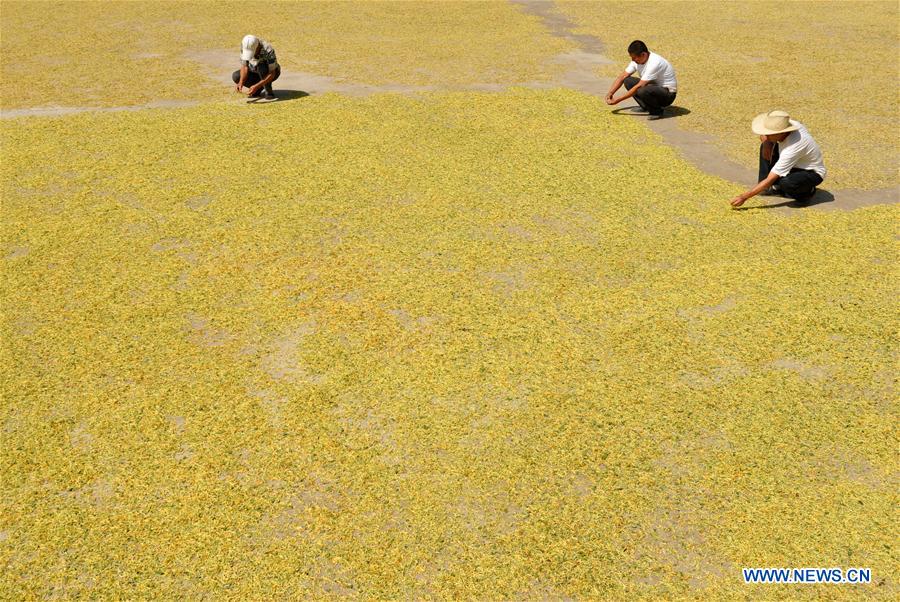 CHINA-HEBEI-AGRICULTURE (CN)