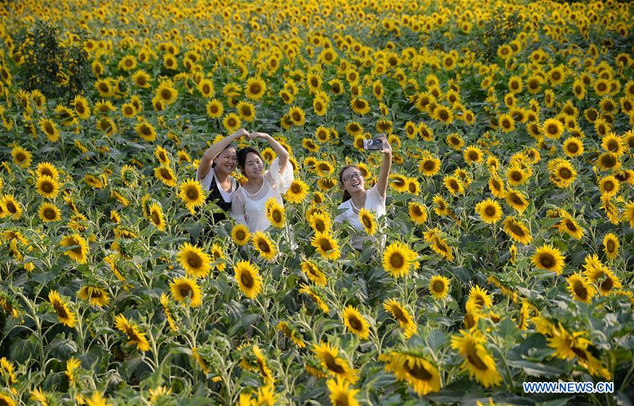 #CHINA-HEBEI-HANDAN-SUNFLOWERS (CN)