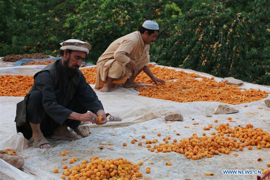 AFGHANISTAN-BAMIYAN-APRICOT FIELD