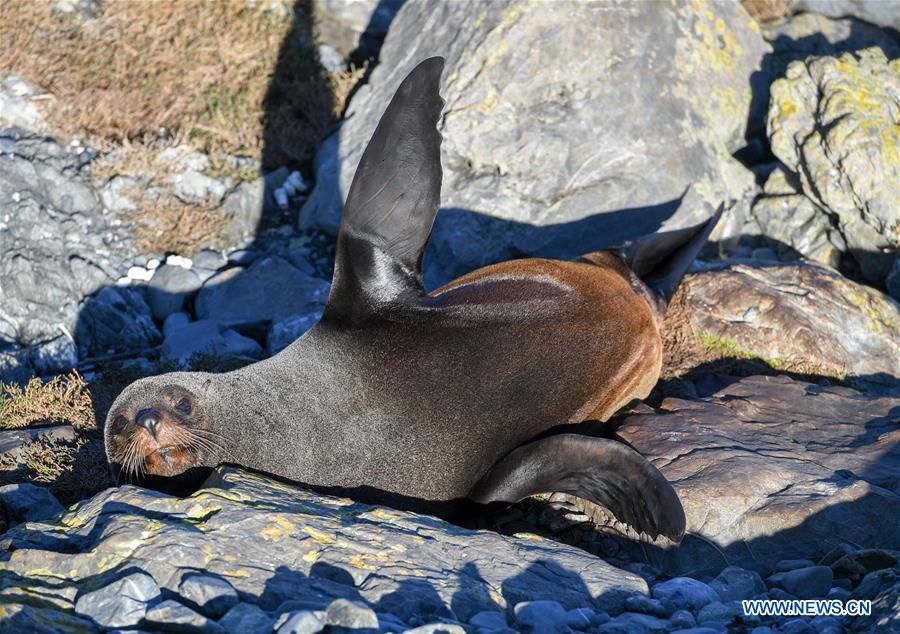 NEW ZEALAND-WELLINGTON-NEW ZEALAND FUR SEALS