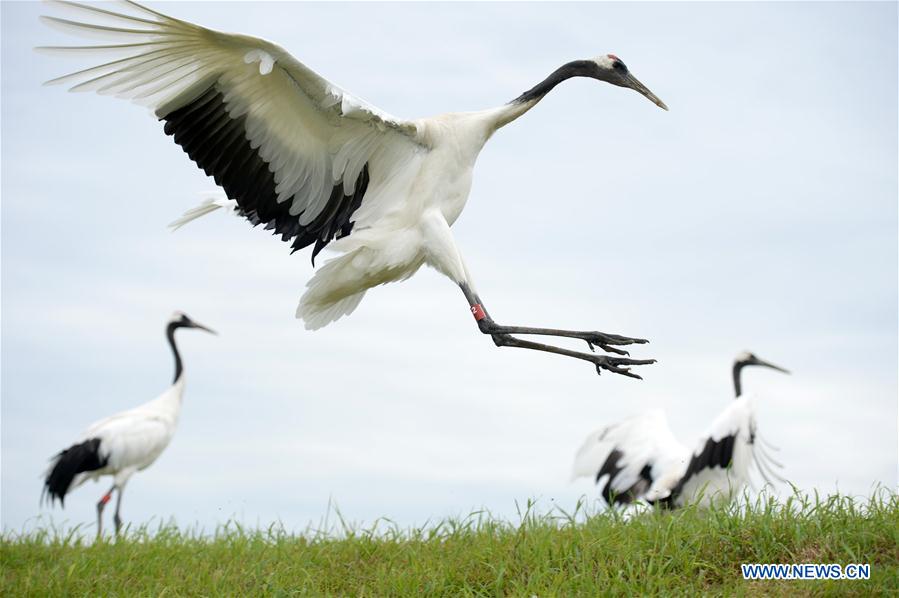 CHINA-HEILONGJIANG-QIQIHAR-NATURE RESERVE (CN)