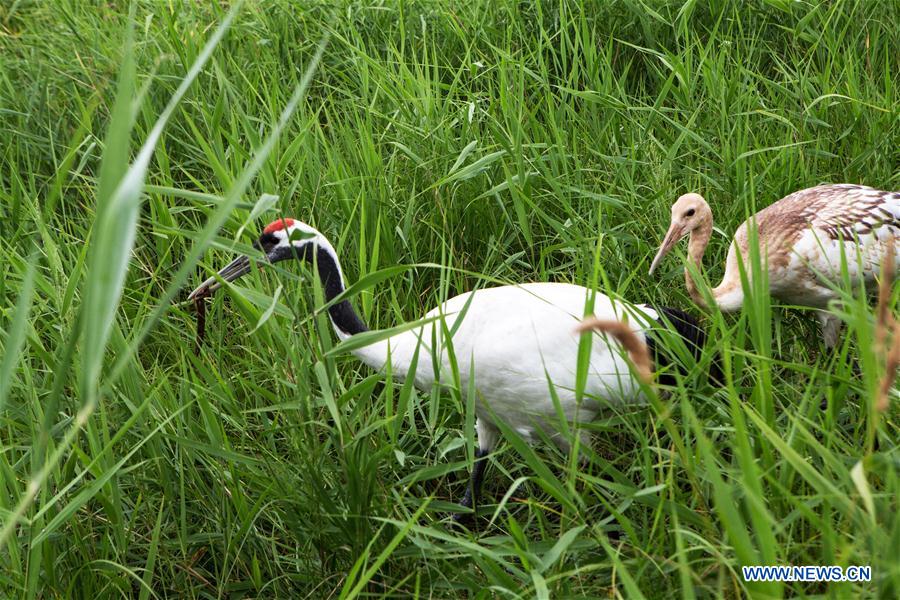 CHINA-HEILONGJIANG-QIQIHAR-NATURE RESERVE (CN)