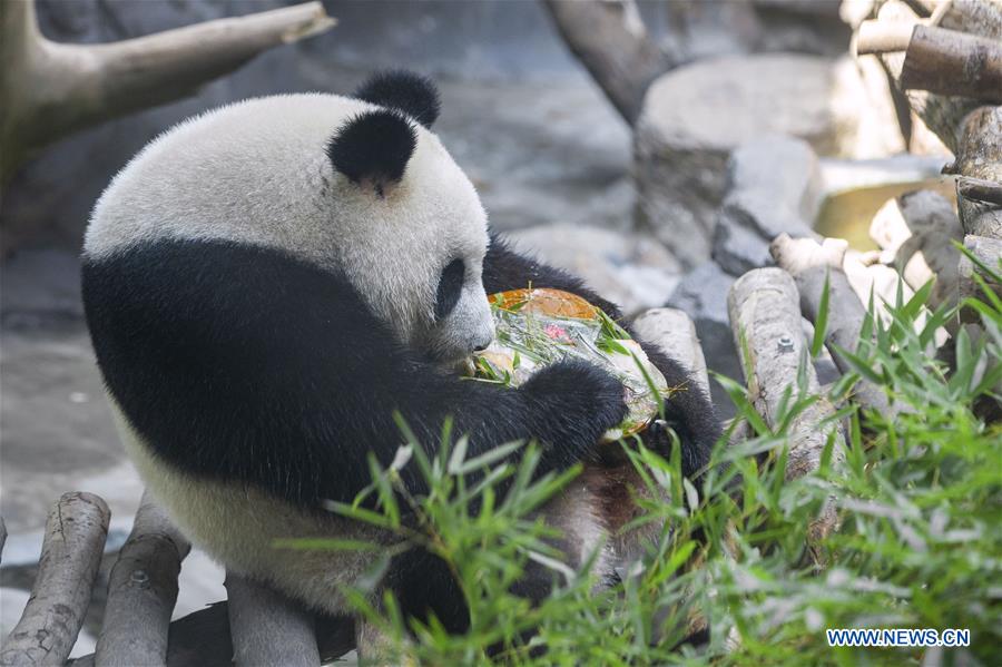 #CHINA-NANJING-GIANT PANDA TWINS-BIRTHDAY (CN)