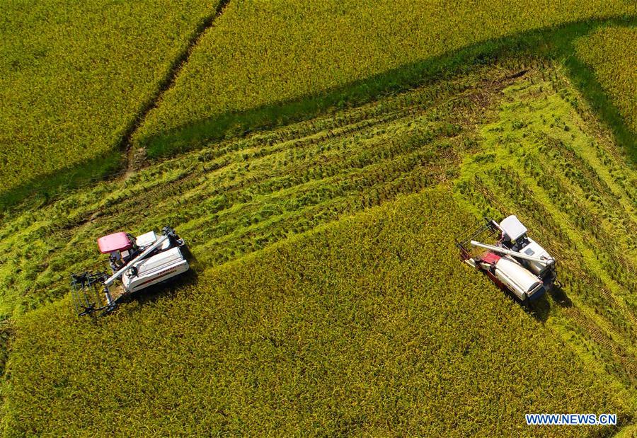 #CHINA-GUIZHOU-TONGREN-HARVEST (CN)