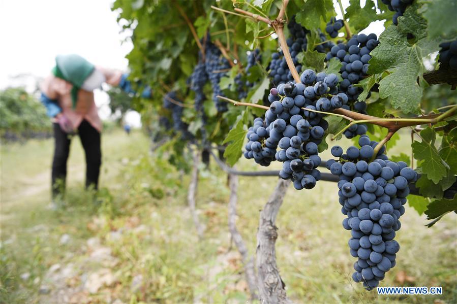 CHINA-NINGXIA-WINE INDUSTRY (CN)