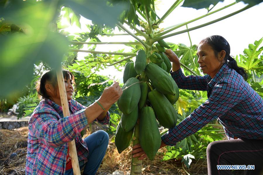 CHINA-GUANGXI-TYPHOON MANGKHUT-AFTERMATH-AGRICULTURE (CN)