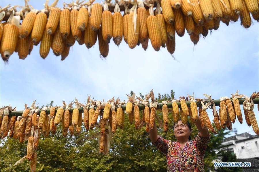 CHINA-ANHUI-YIXIAN-HARVEST (CN)