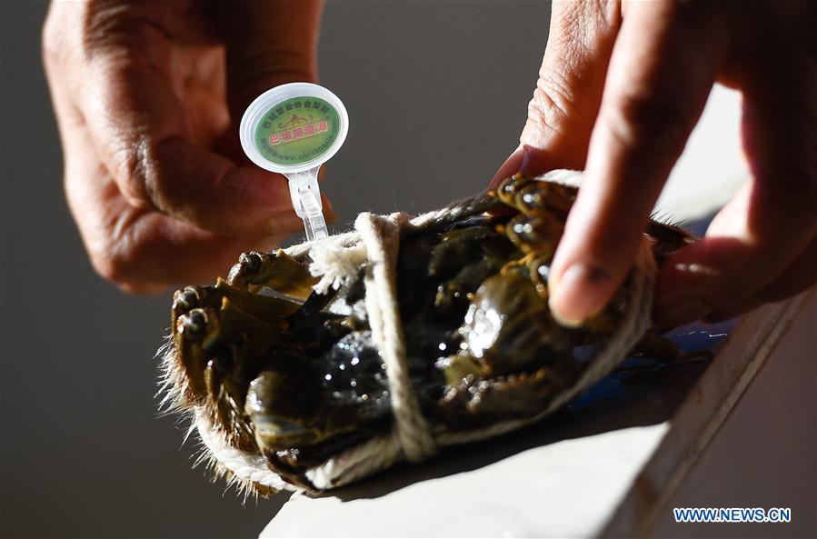 CHINA-JIANGSU-KUNSHAN-HAIRY CRAB CULTIVATOR (CN)