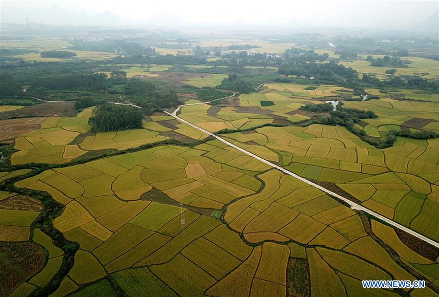 CHINA-GUANGXI-AUTUMN-SCENERY (CN)