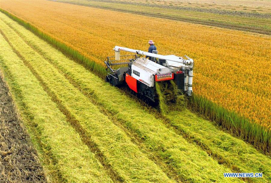 #CHINA-AGRICULTURE-HARVEST (CN)