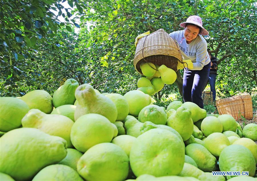 #CHINA-GUANGXI-RONGSHUI-POMELO (CN)