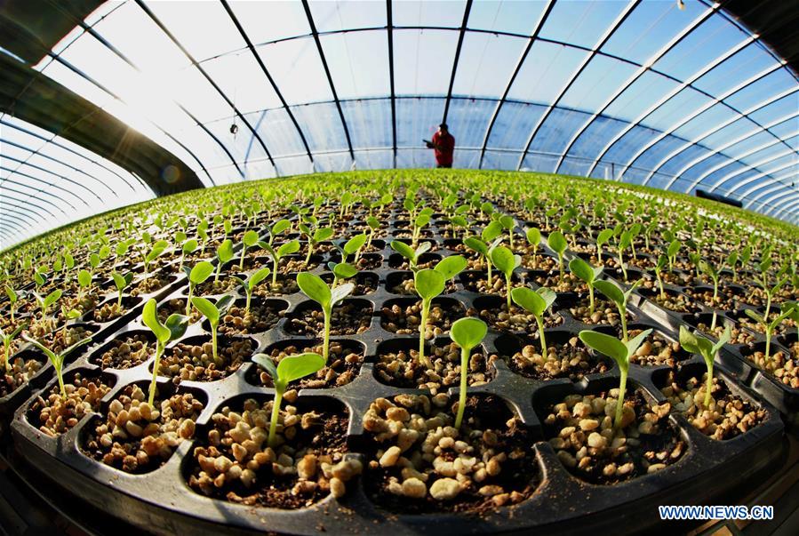 CHINA-HEBEI-VEGETABLES (CN)