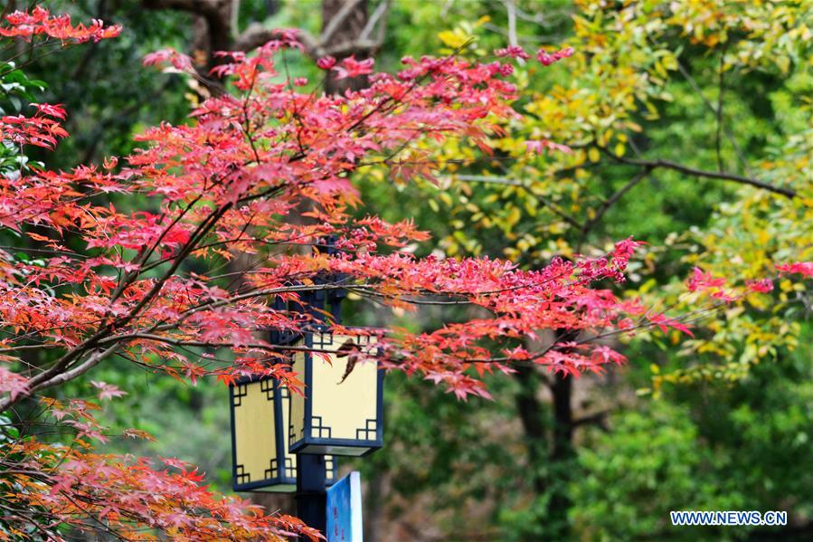 #CHINA-WINTER-MAPLE LEAVES (CN)