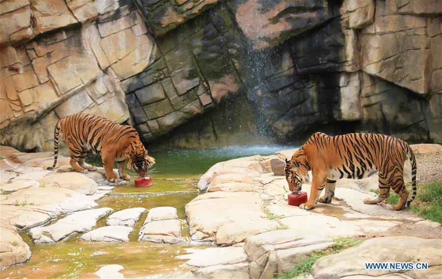 AUSTRALIA-CANBERRA-ZOO-HEAT WAVE