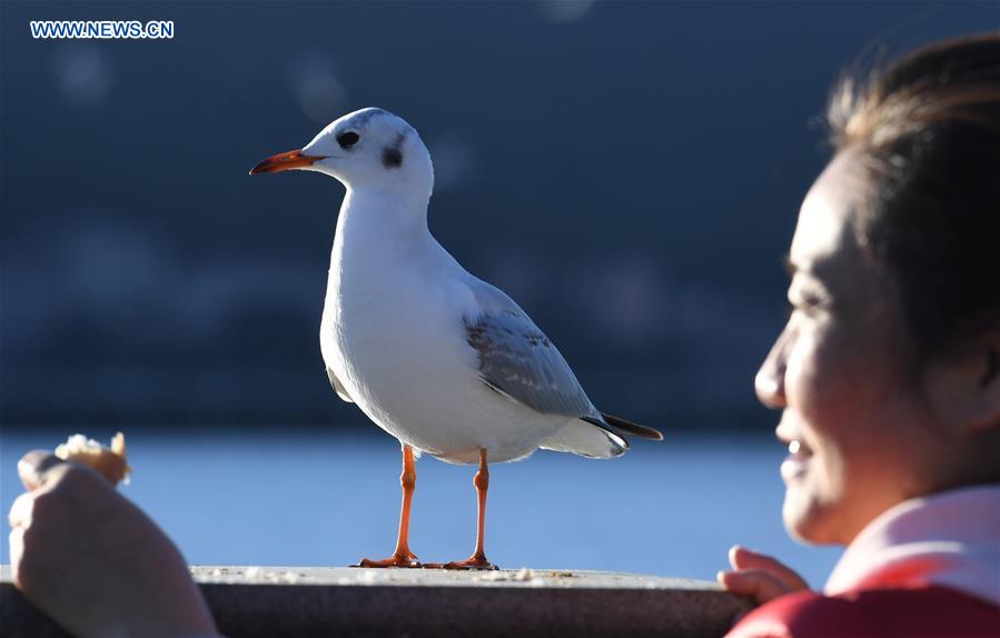 CHINA-KUNMING-RED-BILLED GULLS (CN)