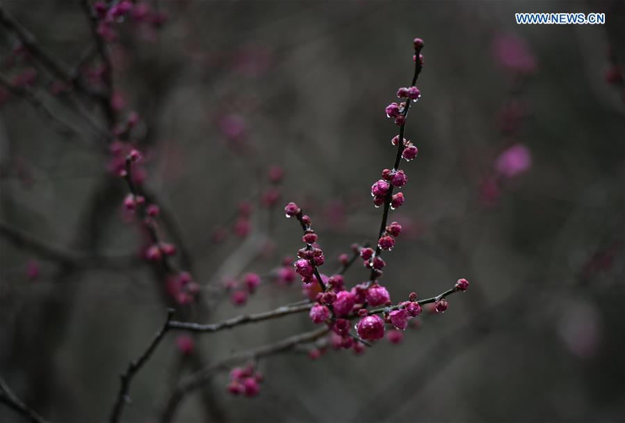 #CHINA-HUBEI-PLUM FLOWERS (CN)